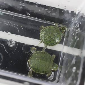 Heiz matten 7W 110V Reptilien brut apparat Inkubator Reptilien heizkissen mit Temperatur regler - Product Image 3