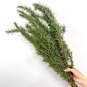 Branches <span class=keywords><strong>de</strong></span> <span class=keywords><strong>romarin</strong></span> en gros, fleurs naturelles cultivées en eau, pour arrangements <span class=keywords><strong>de</strong></span> table occidentale multi-occasions, vert - Product Image 5