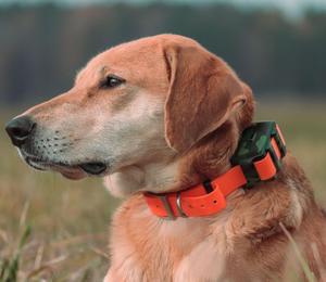 Collar GPS para Perros ICAR IK122M Pro 4000mAh Rastreador GPS 4G Localizador Impermeable IP68 para Perros de Caza en Bosques al Aire Libre - Product Image 2