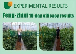 Nước hòa tan thực vật NPK 200-200-200 + TE chất lỏng Hữu Cơ cỏ phân bón lá - Product Image 6