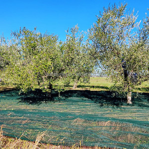 Filet <span class=keywords><strong>de</strong></span> récolte agricole <span class=keywords><strong>Noyer</strong></span> Olive Châtaigne Abricot Noisette Filet Olive Net - Product Image 4