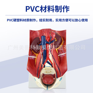 Modelo del sistema urinario humano; pared abdominal posterior, riñones, vejiga, órganos abdominales; estructura anatómica de datos médicos de IA - Product Image 1