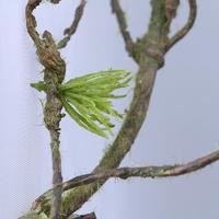 Plante Artificielle Grande et Réaliste, Décoration de Vigne, Écologique, Fournitures de Jardin pour la Remise des Diplômes et le Nouvel An, Fournisseurs en Gros