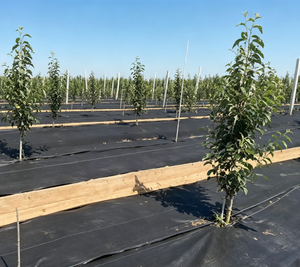 Malla Antihierbas Agrícola Verde Permeable, Transpirable, <span class=keywords><strong>Herbicida</strong></span>, de Polipropileno (PP), para Jardinería, Árboles Frutales, Cobertura del Suelo, Corte GSM - Product Image 4