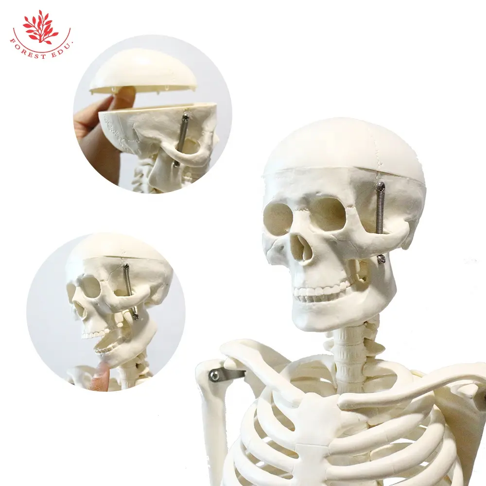 FRT004 Human Skeleton Model 85cm Full Body Bone Mannequin White With Removable Legs For Teaching Resources