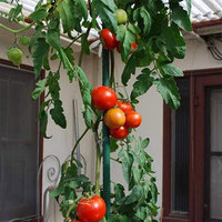 Tiges de tuyaux en acier revêtues de plastique durables, piquets de jardin en métal, supports de plantes grimpantes