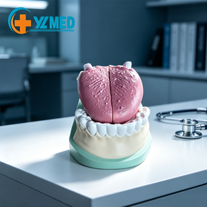 Modelo ampliado de ciencia médica de los dientes de fijación de la lengua Estructura estándar para médicos orales que usan musgo experimental modelo - Product Image 1