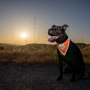 DB Hi Visibility Réfléchissant Blaze Orange Chien Bandana S-Size Accessoire de Sécurité pour Petits Animaux pour la Marche et le Camping - Product Image 4