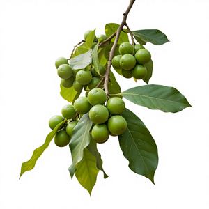 Ingrediente Triphala: Behda (Myrobalan Bárbaro/ Terminalia Bellirica) Secado al Sol de la Región Montañosa del Oeste de Maharashtra, India - Product Image 1