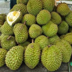 Durian Orgánico Congelado, Paquete de 500g, Estilo Fresco, Variedades Vietnam Mongthong J6, Recogido Directamente de Árboles Frutales, Agricultura de Primera Calidad - Product Image 3