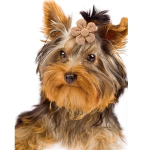 Lazo Floral para Perro, Accesorios de Aseo para Mascotas de Algodón, Estilo Dulce y Suave, Adornos para el Pelo de Perros para Todas las Estaciones - Product Image 5