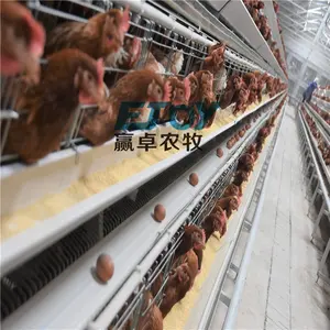 Desain Baterai Kandang Lapisan Telur Ayam Lapisan Kandang Baterai untuk Lapisan untuk Peternakan Di Ghana
