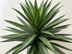 Palmiers artificiels d'extérieur de haute qualité <span class=keywords><strong>Phoenix</strong></span> canariensis <span class=keywords><strong>Prix</strong></span> des palmiers <span class=keywords><strong>Phoenix</strong></span> canariensis <span class=keywords><strong>Prix</strong></span> des palmiers Washingtonia - Product Image 5