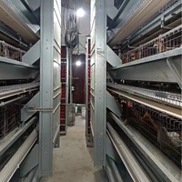 Nouveau grand équipement de poulet à œufs en couches Cage à poulets de chair cryptée épaissie entièrement automatique ferme de poulet en acier à haute productivité