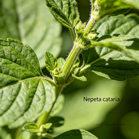 Racine de Salvia Miltiorrhiza séchée (Danshen) – Matière première végétale pour tisanes, boissons fonctionnelles, aliments naturels et additif antioxydant