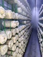 Conteneur de culture hydroponique de champignons Hezhou 40FT HM-40FT, système intelligent à haut rendement et à économie d'énergie, certifié ISO9001 pour les exploitations agricoles