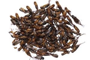 Grillo Secco 100% Naturale all'Ingrosso dalla Fabbrica, Finemente Lavorato, ad Alto Contenuto Proteico, Alimento Ecologico per Rettili, Durata di Conservazione 3 Anni, Alimento per Animali Domestici - Product Image 2