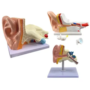 Medical rechargeable hearing aid centers display model, Ear anatomy model for displaying Siemens hearing amplifier
