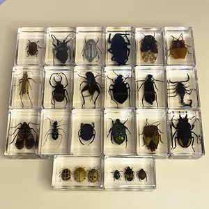 Suvenir akrilik transparan kerajinan buatan tangan kerajinan Resin spesimen serangga asli untuk pengajaran sekolah