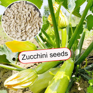 Plantas de Calabacín de Verano para Decoración de Jardín y Patio - Product Image 2