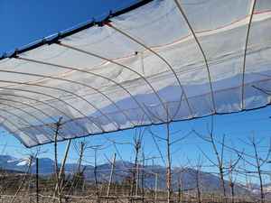 ที่คลุมป้องกันฝนแบบใสมีฟิล์มทอจาก HDPE มี<span class=keywords><strong>หลังคา</strong></span>สำหรับต้นผลไม้สำหรับสวนผลไม้ - Product Image 3