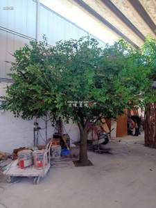 Arbre de fleur artificielle de Frangipani hawaïen en mousse blanche - Product Image 4