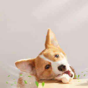 No Moq forniture per animali domestici giocattolo per cani Pu maiale a forma di orecchio di simulazione cigolante giocattoli durevoli per masticatori aggressivi - Product Image 3