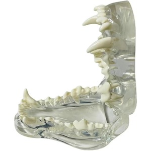Modèle anatomique transparent de dents d'animaux, mâchoire dentaire pour outil éducatif vétérinaire (chien) transparent - Product Image 2