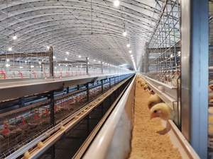 Poulailler pour 10000 poulets de chaise industriel haus couche oeuf poule cage volaille ferme maison design structures en acier - Product Image 2