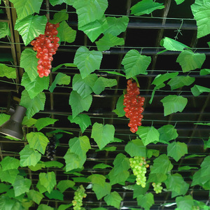 Enredaderas Decorativas de Ratán Artificial, Hojas Moradas, Cubierta para Tuberías, Decoración para Tiendas, Alta Simulación, Paquete Individual - Product Image 2