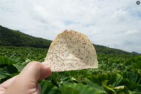 Pimienta negra Sabor Taro Patatas fritas Salado Deliciosos aperitivos fritos Venta caliente Fábrica al por mayor Empaquetado para niños