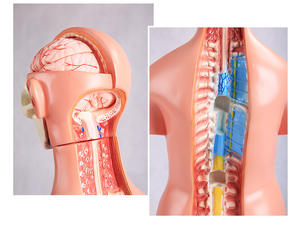 Modelo de Torso Humano Intersexual de 85 cm, 23 Partes, para Enseñanza de Ciencias Médicas, Demostración de Anatomía - Product Image 2