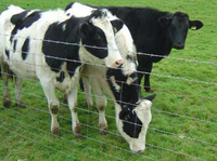 Filet de bétail résistant aux chocs de clôture de bétail anti-corrosion galvanisé à chaud de haute résistance pour l'utilisation de moutons et de ranch