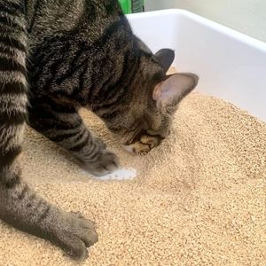 Arena para gatos de maíz aglomerado sin perfume de primera calidad Arena para gatos a base de maíz - Product Image 3