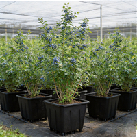 Pot de pépinière carré double couche en PE de 10 L pour la culture de baies, légumes et fleurs - Utilisation au sol