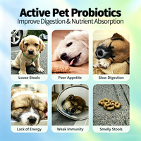 Probiótico en Polvo para Mascotas al por Mayor, 20B CFU, Tecnología Patentada de Triple Capa de Revestimiento, Resistente al Ácido Biliar, OEM, Fábrica de Marca Privada