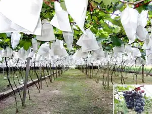 Aangepaste Maat Fruit Zak Voor Bescherming Druif Bescherming Papier Fruitteelt Papieren Zak Fruitteelt Bescherming