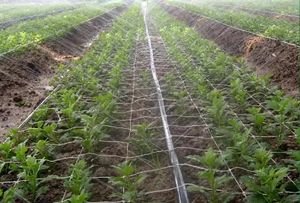 <span class=keywords><strong>Tuyau</strong></span> d'<span class=keywords><strong>arrosage</strong></span> en plastique de 1 pouce 2 pouces 2.5 pouces pour l'irrigation au sol Bande d'eau 6 minutes pour l'irrigation au <span class=keywords><strong>goutte</strong></span> <span class=keywords><strong>à</strong></span> <span class=keywords><strong>goutte</strong></span> pour les serres - Product Image 4