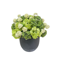 Rangkaian Bunga Hydrangea Abadi Desain Khusus Dekorasi Meja Interior Tanaman Bunga Pot Realistis
