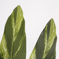 Arbre artificiel Alpinia Zerumbet de 160 cm, plante verte artificielle avec pot en plastique pour la décoration intérieure de la maison et du bureau