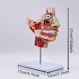 Modelo Anatómico de Cabeza y Rostro Humano SCIEDU, Modelo de Estructura del Nervio Maxilar y Mandibular para Neurología Oral - Product Image 3