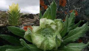 BCI Supply 100% Pure Natural solúvel em água Snow <span class=keywords><strong>Lotus</strong></span> <span class=keywords><strong>Extract</strong></span> 0.5% Rutoside Saussurea <span class=keywords><strong>Extract</strong></span> Powder para Skincare - Product Image 3