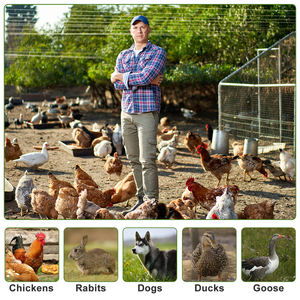 Accessoires moins chers clapier lapin <span class=keywords><strong>cage</strong></span> fer poulet cages extérieures pour 8 poulets - Product Image 6