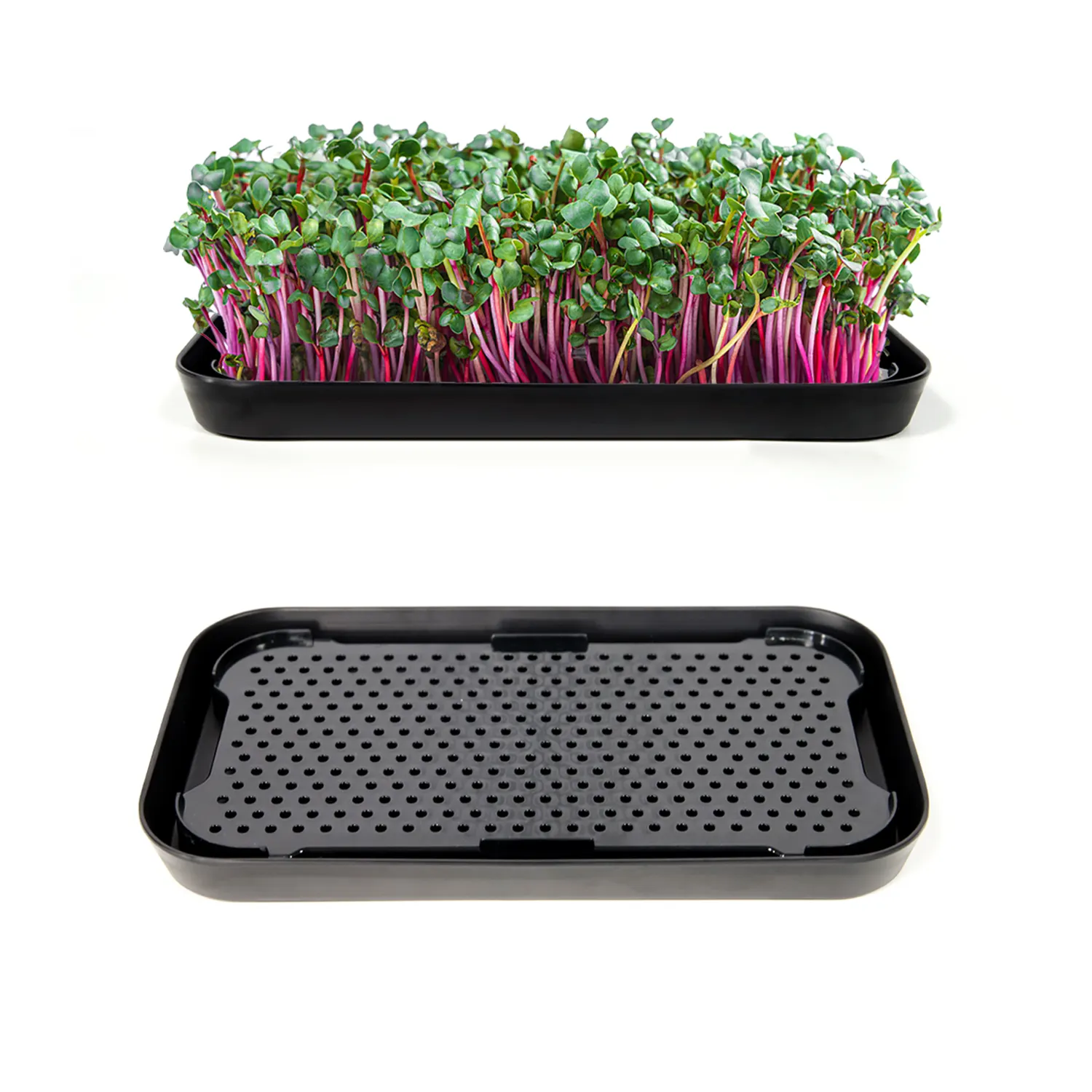 Kit de cultivo de rábano brócoli orgánico hidropónico Bandejas Microgreen Bandejas con agujeros