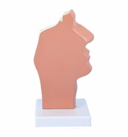 Vente chaude Science Médicale Équipement Médical Modèle D'anatomie Humaine Bouche Nez Gorge Côté Coupe Modèle