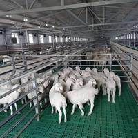 Bâtiments préfabriqués en acier à construction rapide et économique de style chinois pour abris de vaches, chevaux, chèvres et moutons
