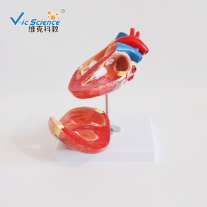 Modelo de Enseñanza Médica Vic Education, Modelo de Enseñanza de Corazón Canino, Modelo Anatómico de Corazón Canino - Product Image 1