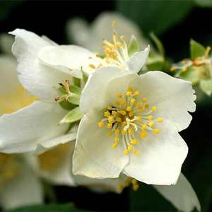 Huile essentielle de marque privée Jasminum <span class=keywords><strong>Sambac</strong></span> 4oz 120ml Absolu de <span class=keywords><strong>jasmin</strong></span> naturel pur à 100% - Product Image 2