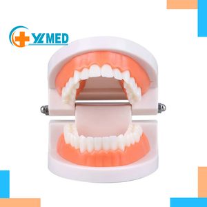 Натуральная анатомическая Стоматологическая модель, большая стандартная модель зуба для чистки, тренировочный мягкий клей, 28 зубов, медицинский научный продукт - Product Image 1