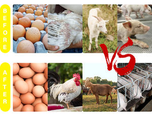 OEM, витамины, пищевые продукты для курицы, витамины, жидкий поливитаминный раствор для перорального приема куриного слоя, минералы, Бройлер, аминос - Product Image 4